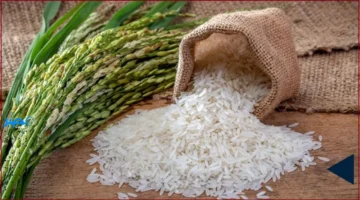 أسعار اليوم.. تحديث سعر الأرز الأبيض والشعير في أسواق المنيا الأحد 5 أكتوبر 2025